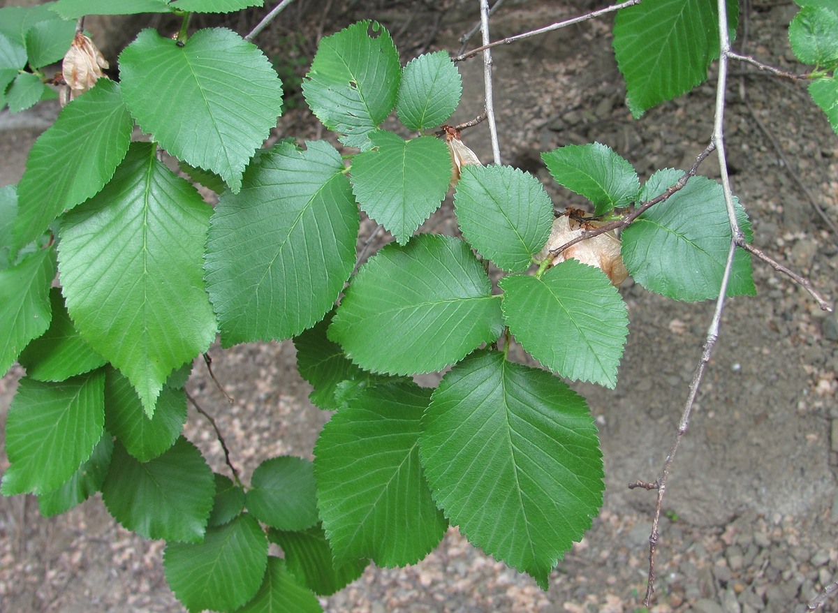 Изображение особи Ulmus minor.