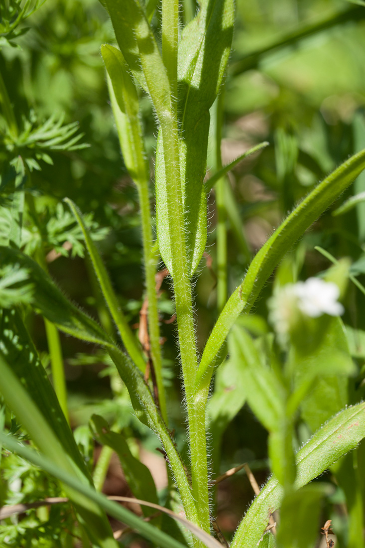 Image of Myosotis sylvatica specimen.