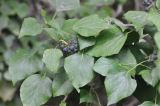 род Hedera