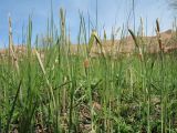 Typha minima. Зацветающие растения. Казахстан, Сев. Тянь-Шань, пойма р. Чарын на входе в хр. Торайгыр, урочище Куртогай. 4 мая 2018 г.