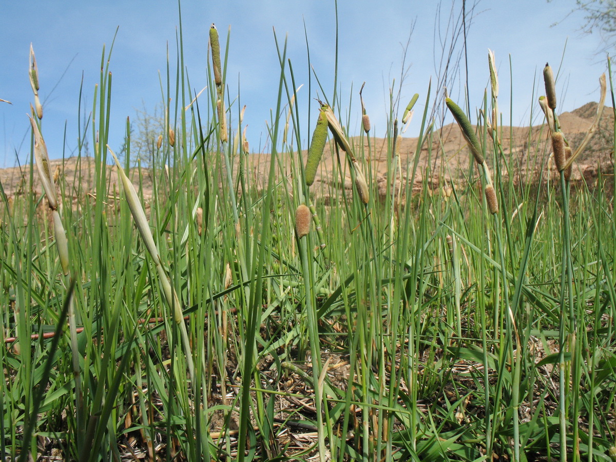 Изображение особи Typha minima.