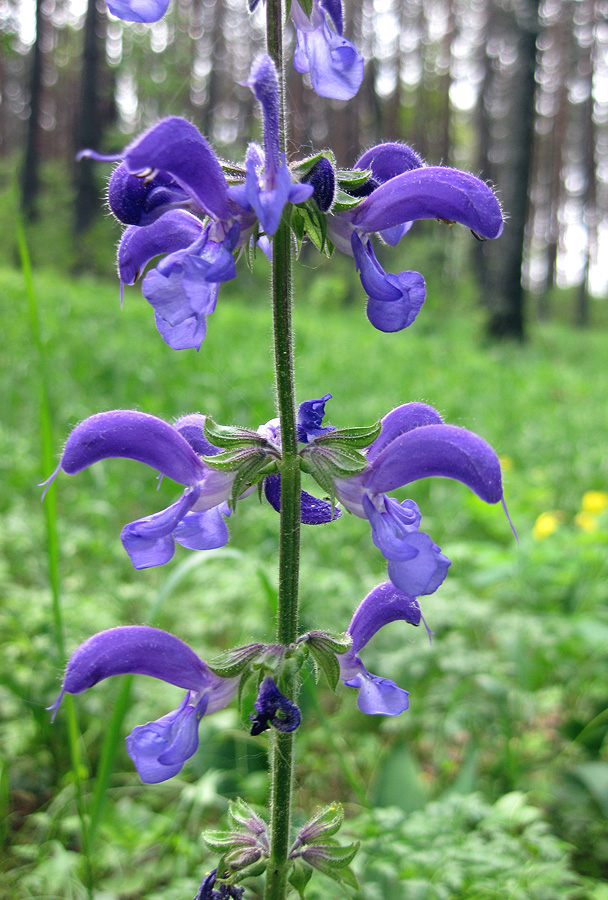 Изображение особи Salvia pratensis.