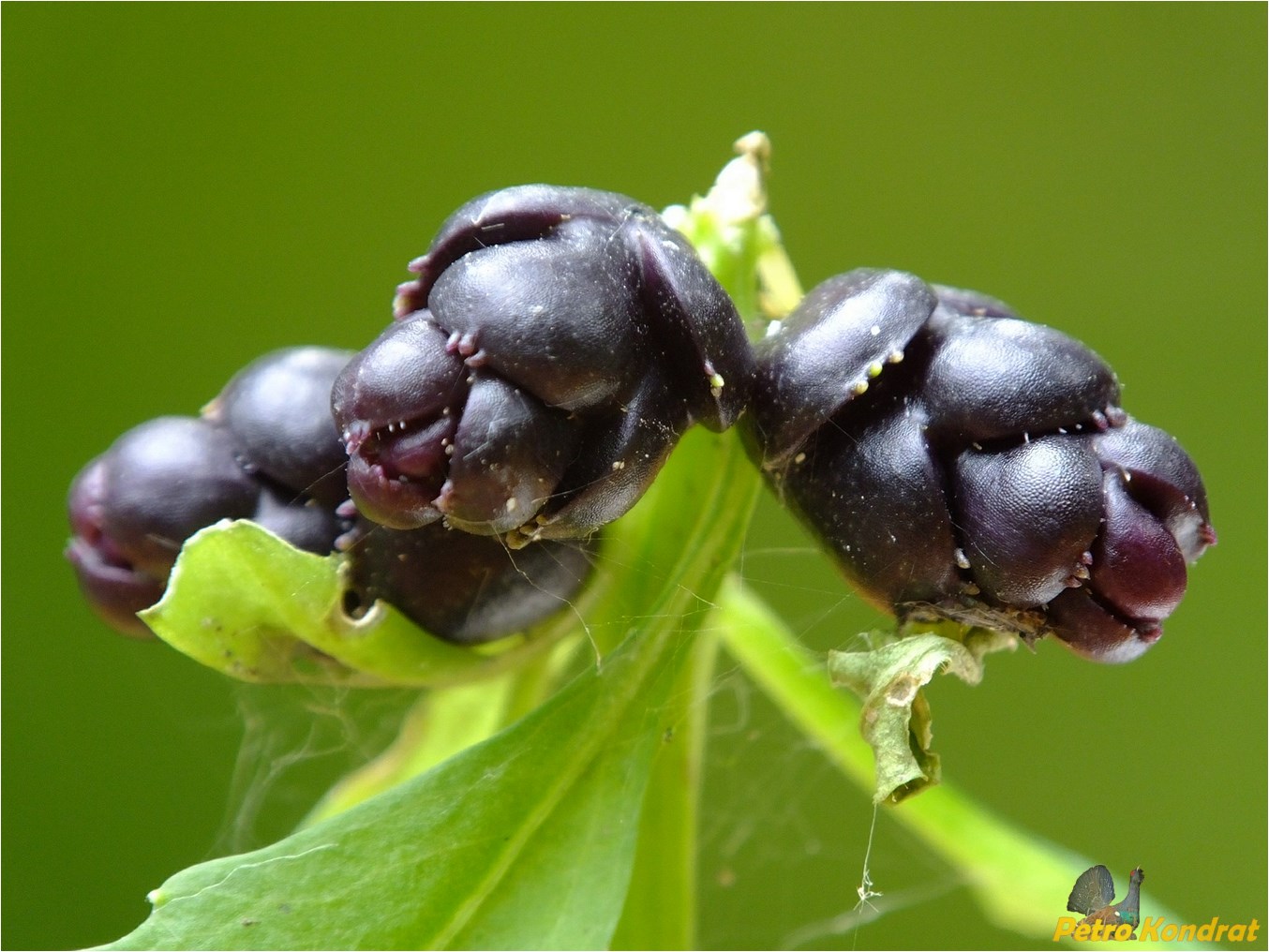 Image of Cardamine bulbifera specimen.