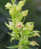 Epipactis muelleri