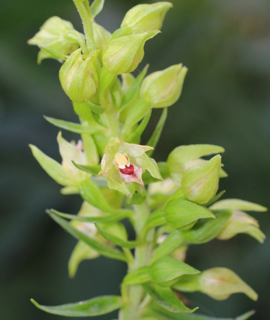 Image of Epipactis muelleri specimen.