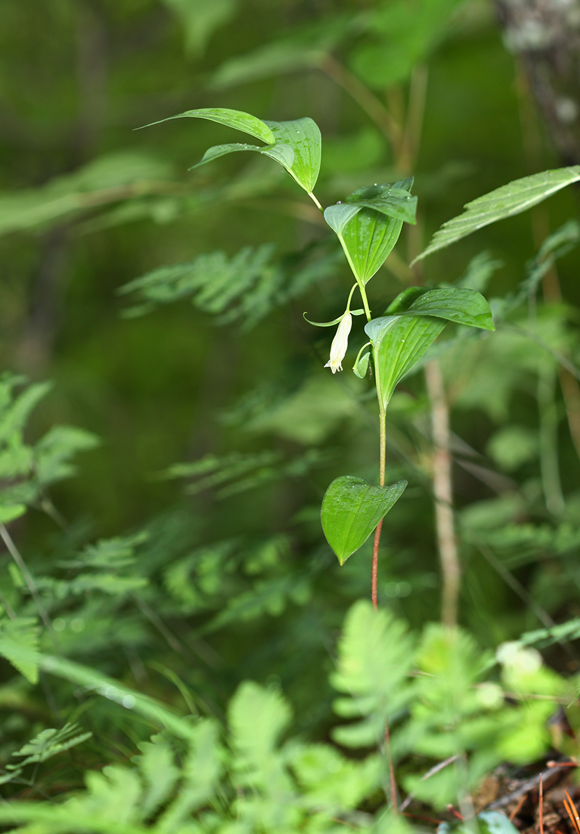 Изображение особи Polygonatum desoulavyi.