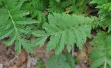 Pyrethrum macrophyllum. Лист. Грузия, Боржоми-Харагаульский национальный парк, маршрут №1; гребень горного отрога, ≈ 1750 м н.у.м. 26.05.2018.