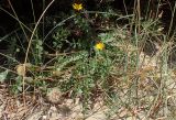 Hyoseris lucida