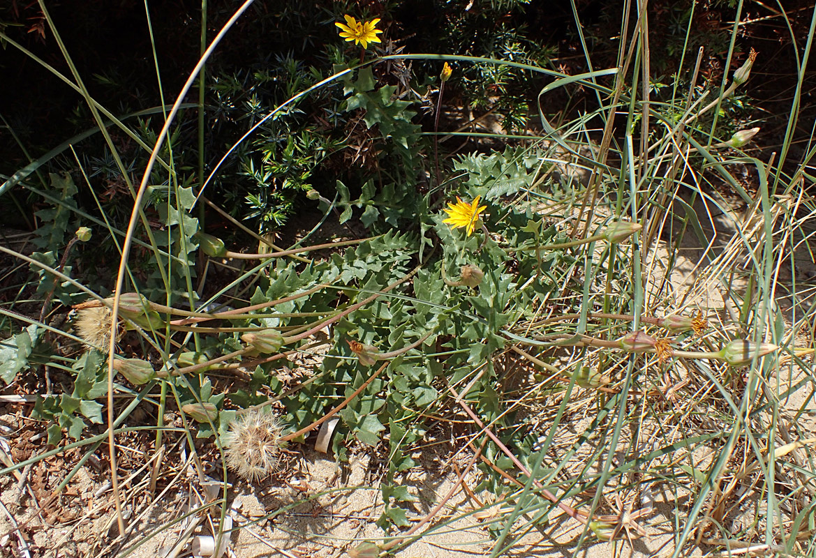 Image of Hyoseris lucida specimen.