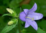 Campanula trachelium. Цветок и бутоны. Подмосковье, Серпуховской р-н, Приокско-террасный заповедник, смешанный лес. Август 2018 г.