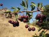 Crataegus songarica. Ветвь с плодами. Казахстан, Западный Тянь-Шань, Киргизский хр., ущ. Кара-Арча, ≈ 950 м н.у.м., донная часть ущелья у ручья. 22 сентября 2018 г.