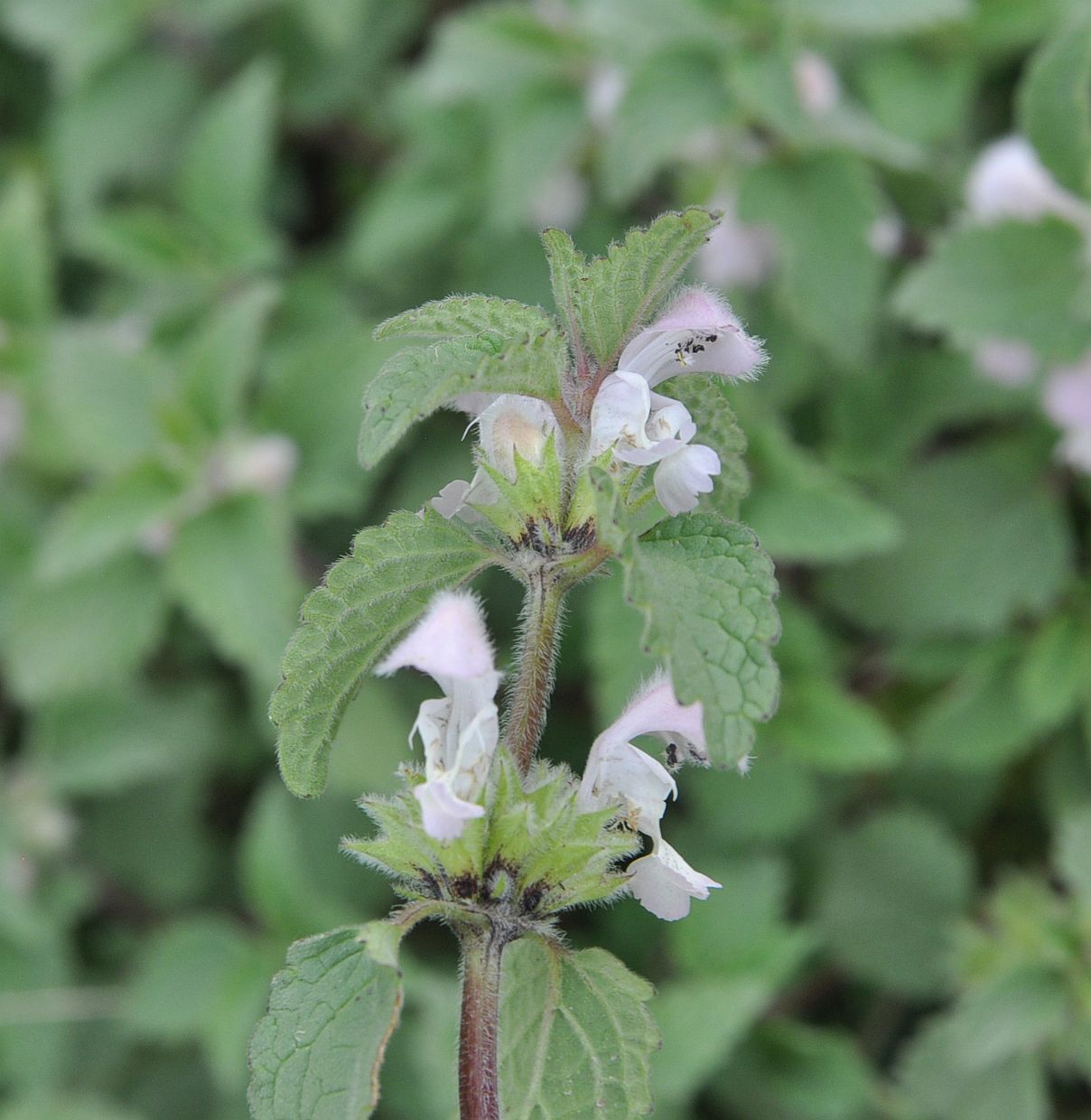 Изображение особи Lamium tomentosum.