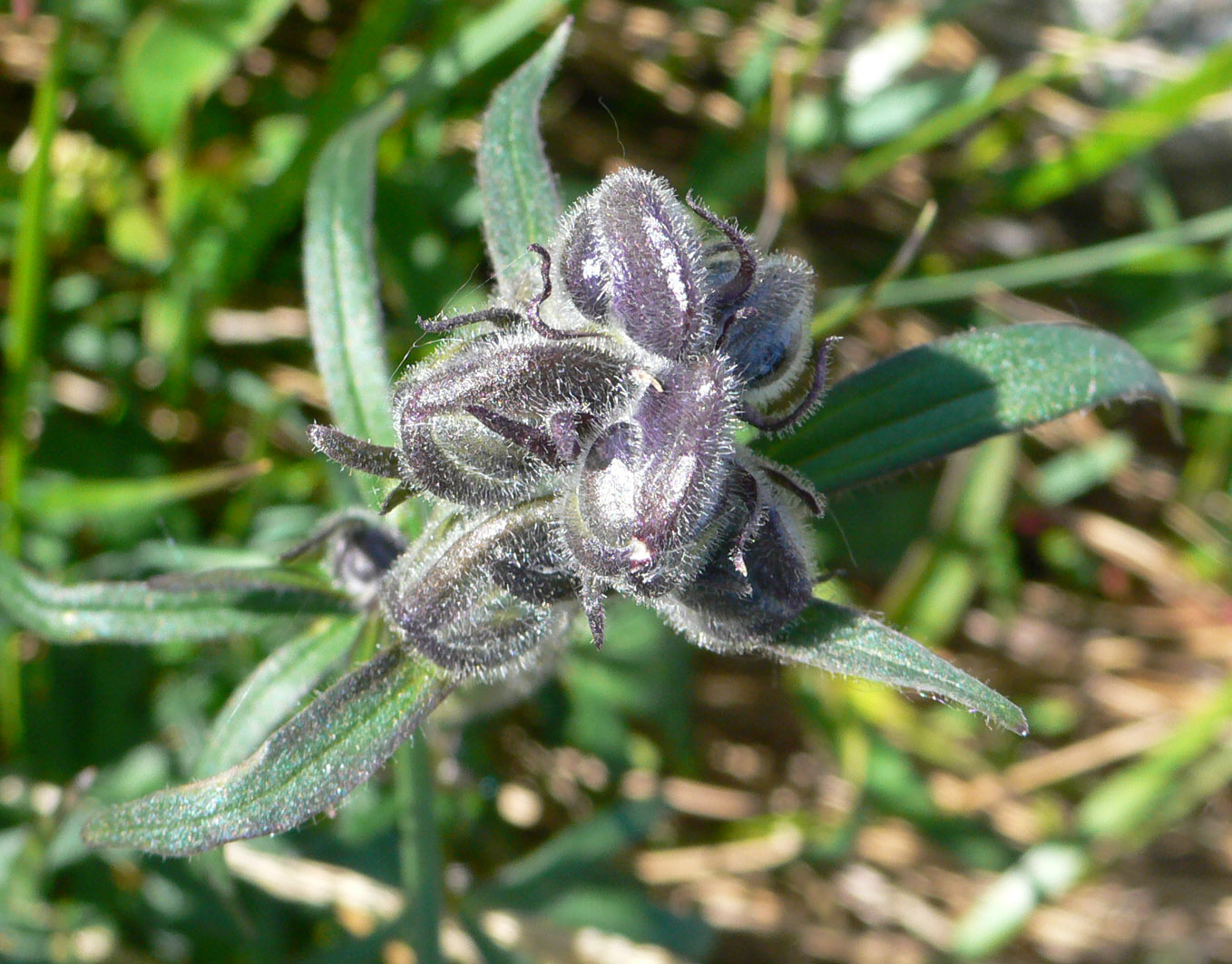 Image of Aconitum delphiniifolium specimen.