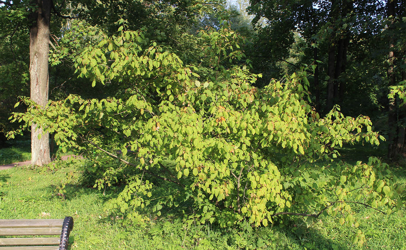 Image of Acer spicatum specimen.