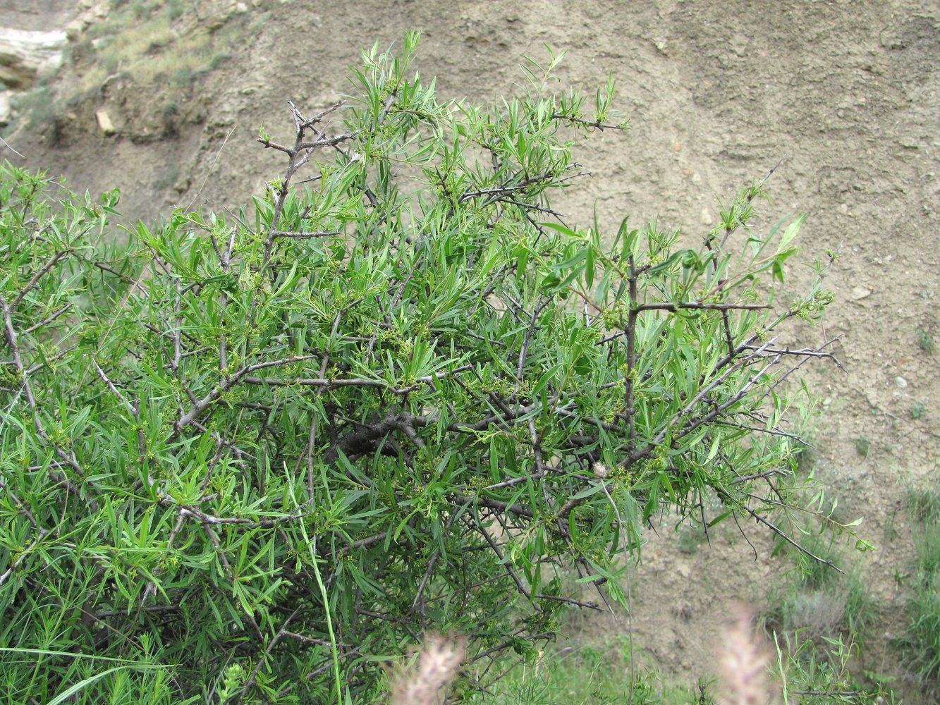 Image of Rhamnus erythroxyloides specimen.