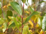 Salix pseudopentandra