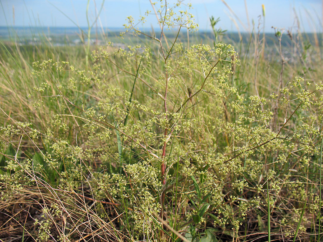 Image of Trinia multicaulis specimen.