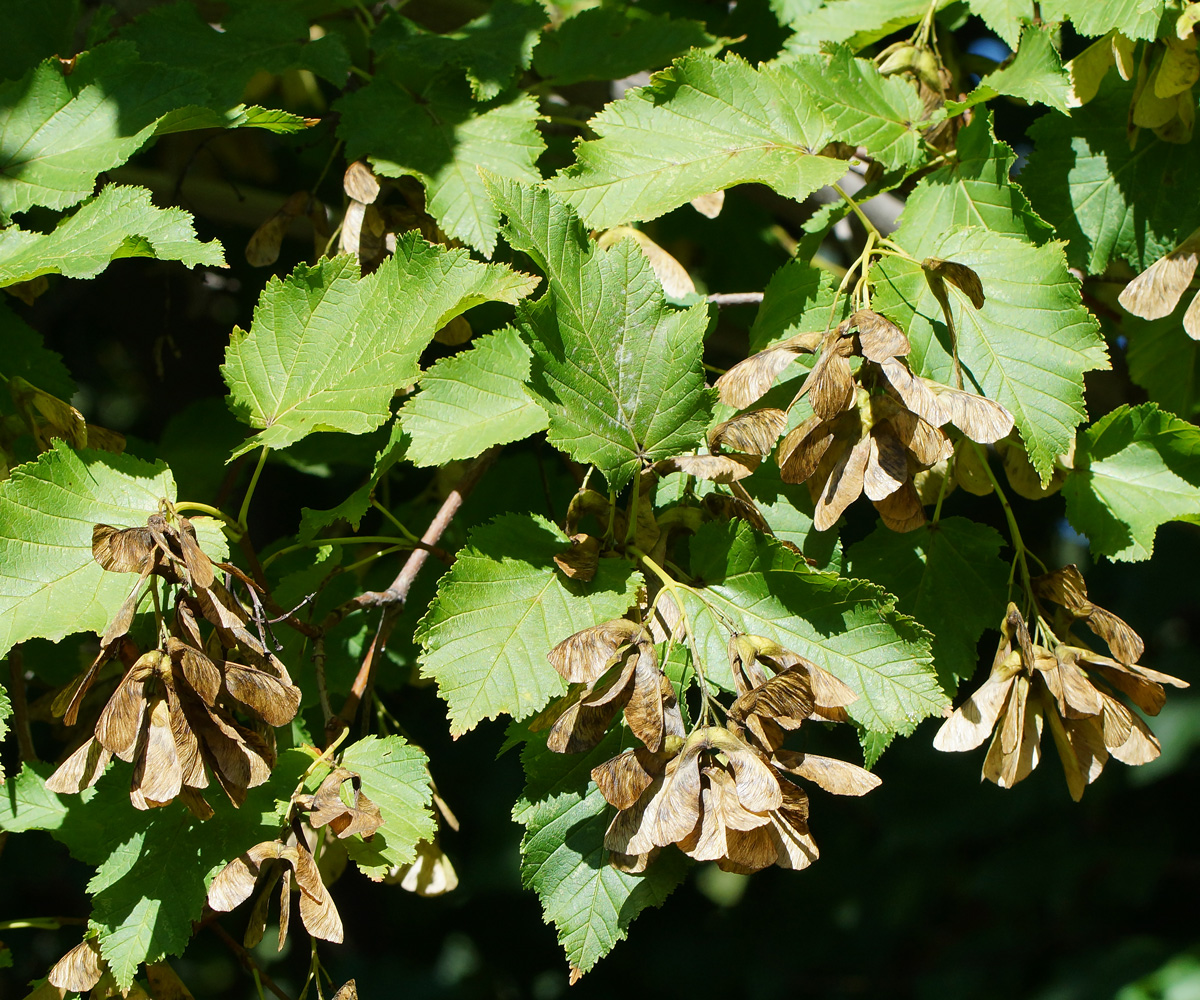 Изображение особи Acer tataricum.