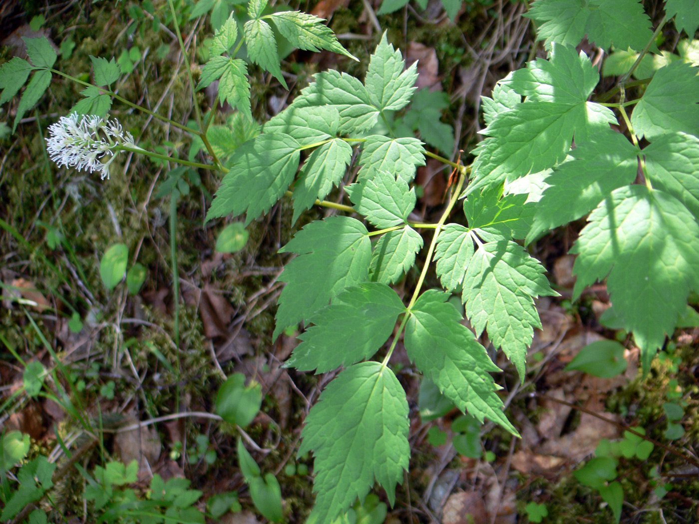 Изображение особи Actaea erythrocarpa.