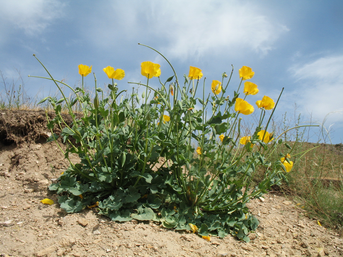 Image of Glaucium fimbrilligerum specimen.