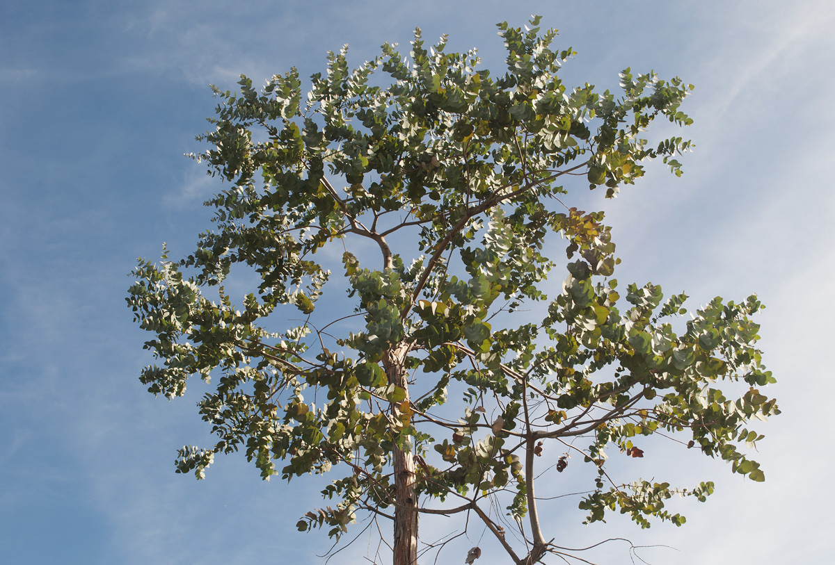Изображение особи Eucalyptus gunnii.