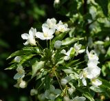 genus Malus. Верхушка цветущей веточки (вид сверху). Казахстан, Восточно-Казахстанская обл., г. Усть-Каменогорск, восточные окр., Лесхоз, склон сопки вблизи оврага. 22.05.2018.