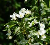 род Malus. Верхушка цветущей веточки (вид сверху). Казахстан, Восточно-Казахстанская обл., г. Усть-Каменогорск, восточные окр., Лесхоз, склон сопки вблизи оврага. 22.05.2018.