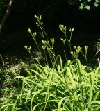Hemerocallis fulva