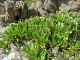 Primula bayernii