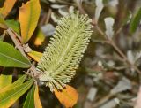 Banksia integrifolia