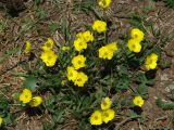 род Ranunculus