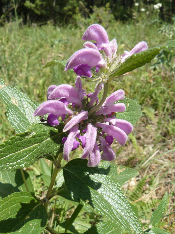 Image of Phlomis taurica specimen.