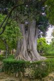 Ficus macrophylla. Нижняя часть дерева. Испания, автономное сообщество Андалусия, г. Севилья, сад Мурильо, в культуре. 21.04.2018.