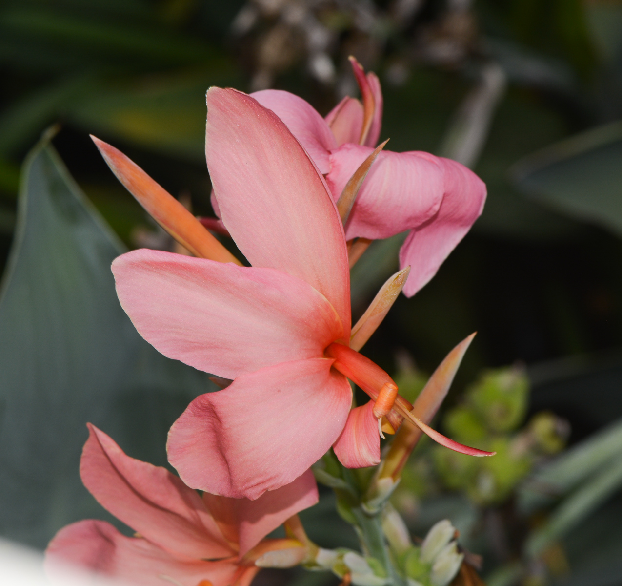 Image of Canna flaccida specimen.