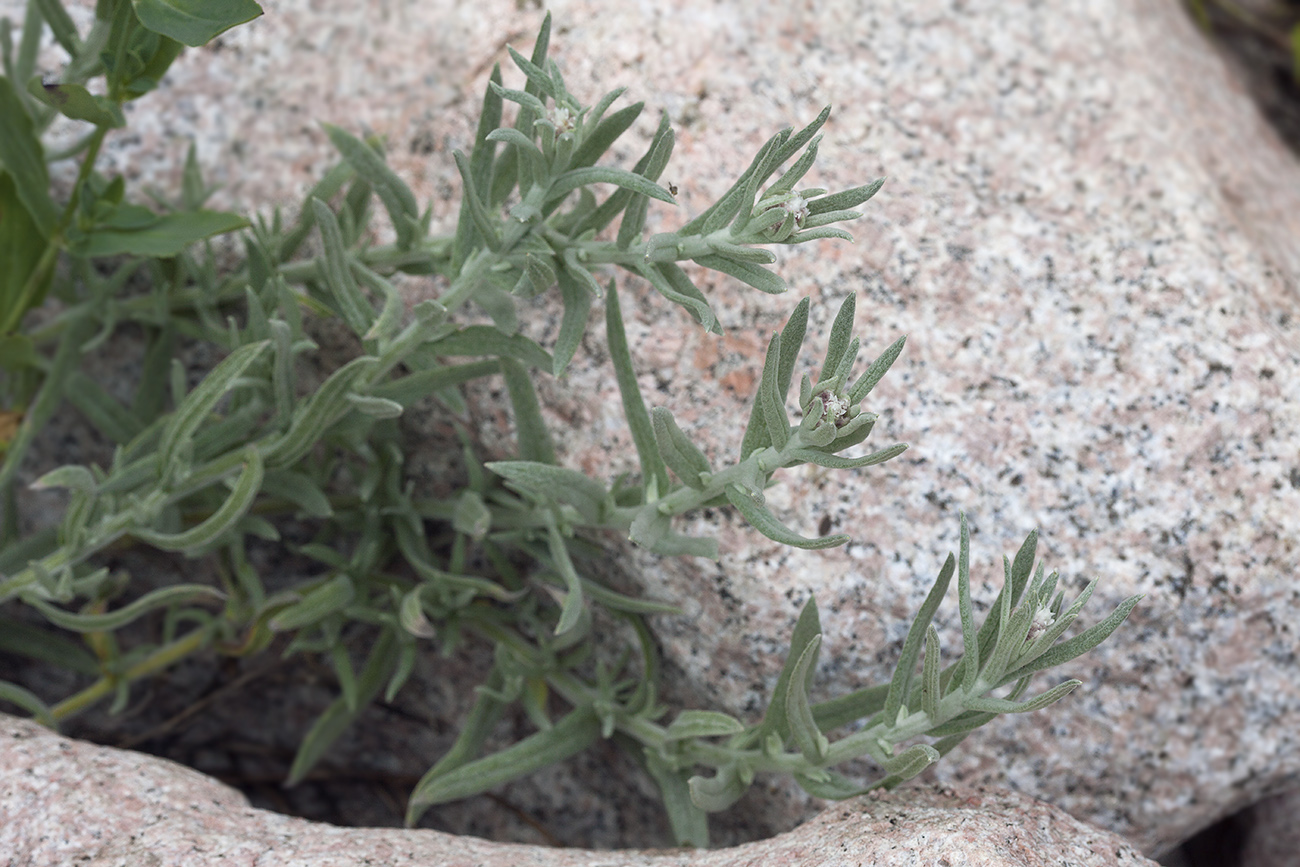 Image of Anaphalis velutina specimen.