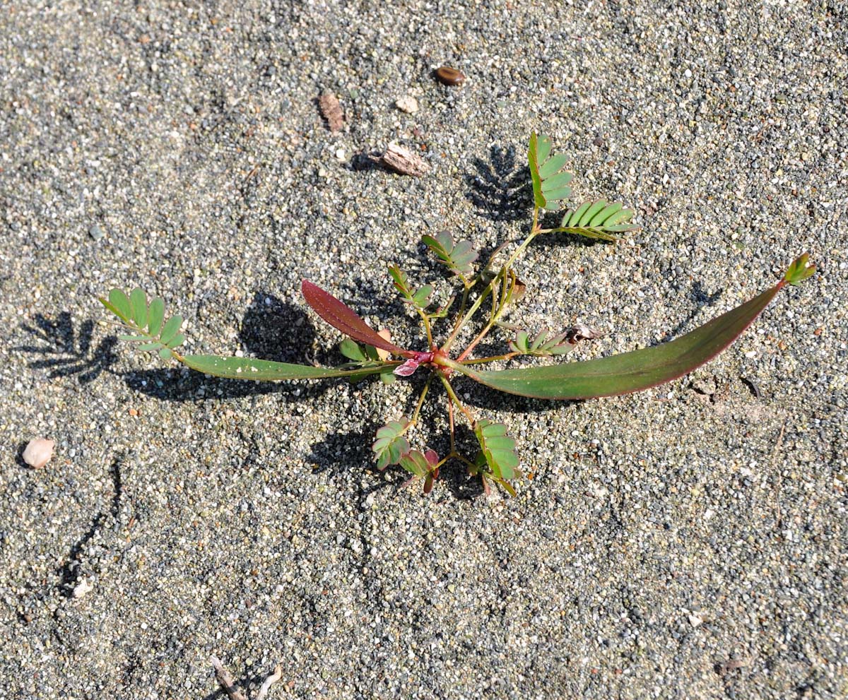 Image of Acacia saligna specimen.