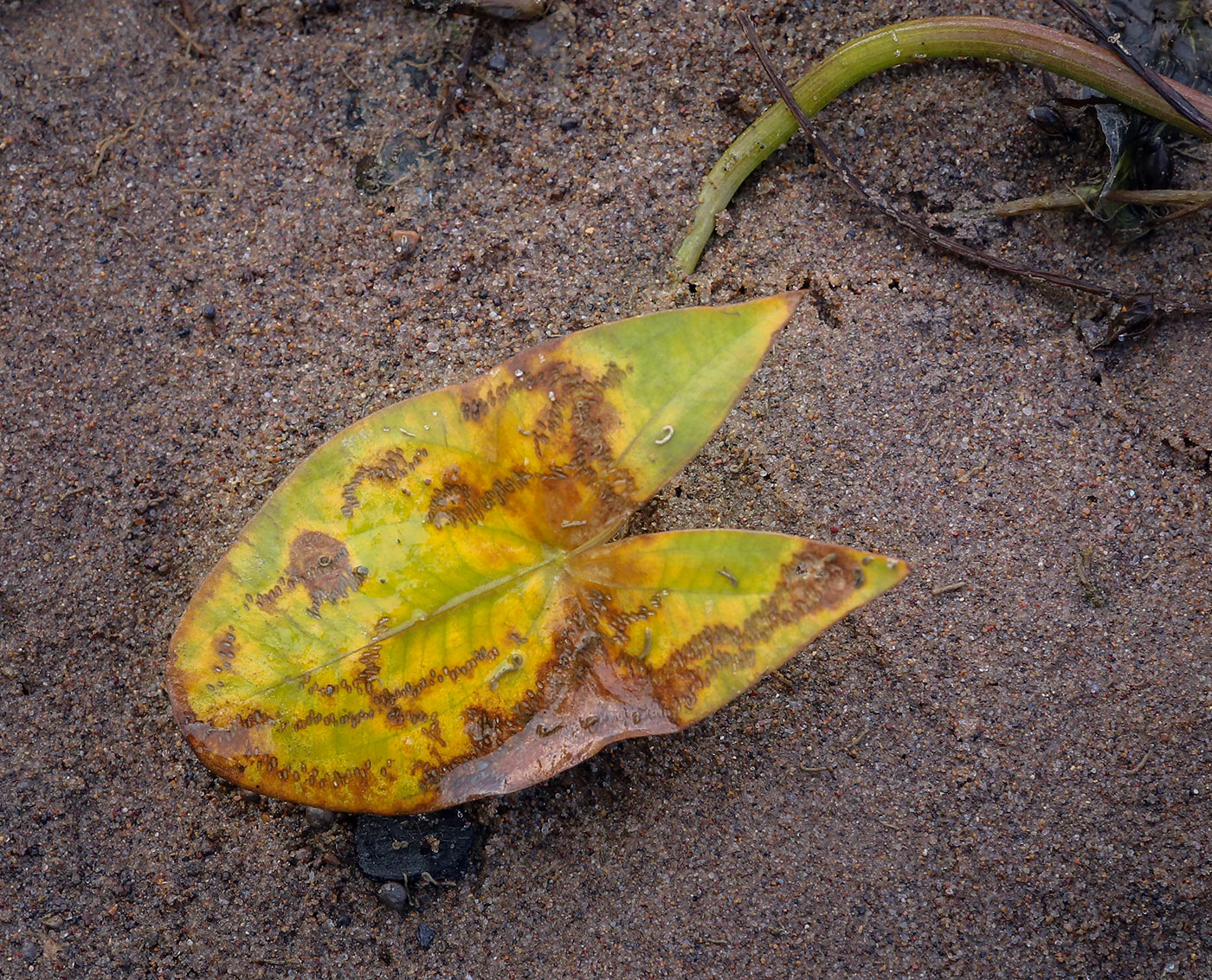 Image of Sagittaria sagittifolia specimen.