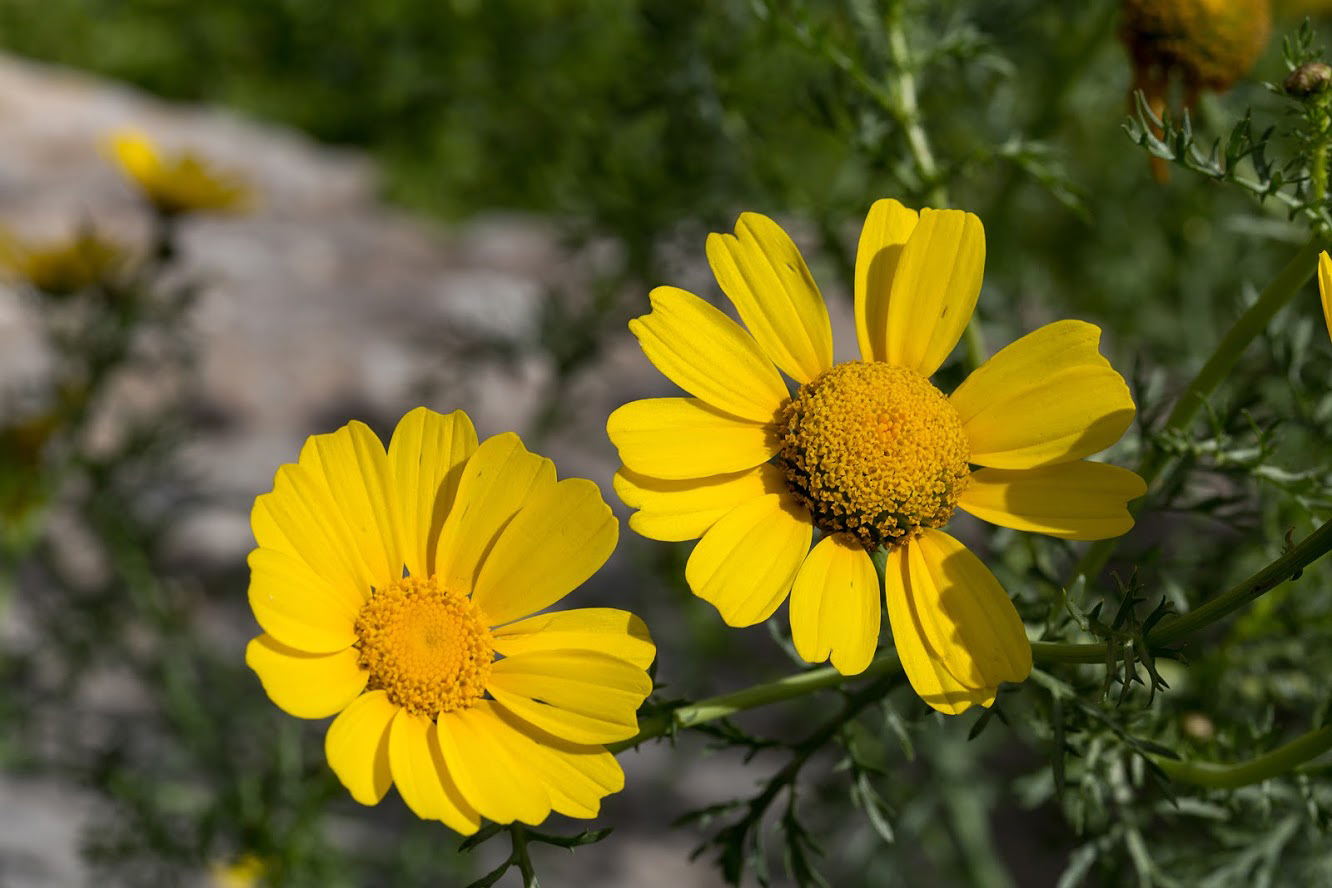 Image of Glebionis coronaria specimen.