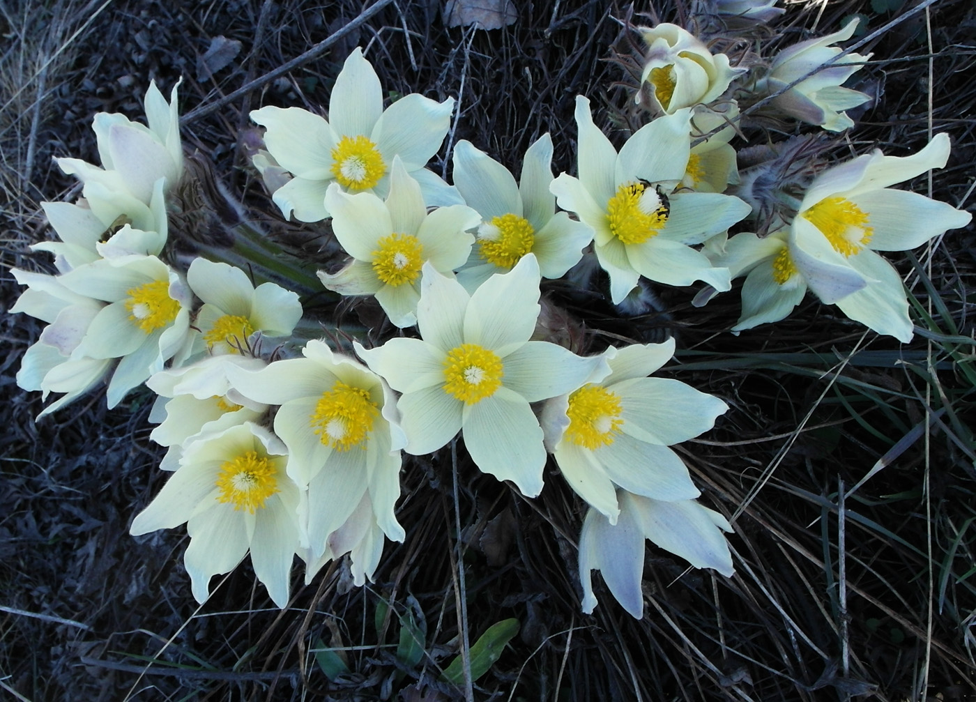 Изображение особи Pulsatilla uralensis.