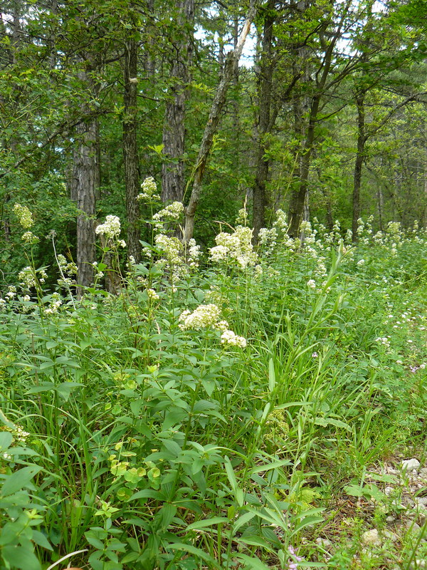 Изображение особи Galium rubioides.