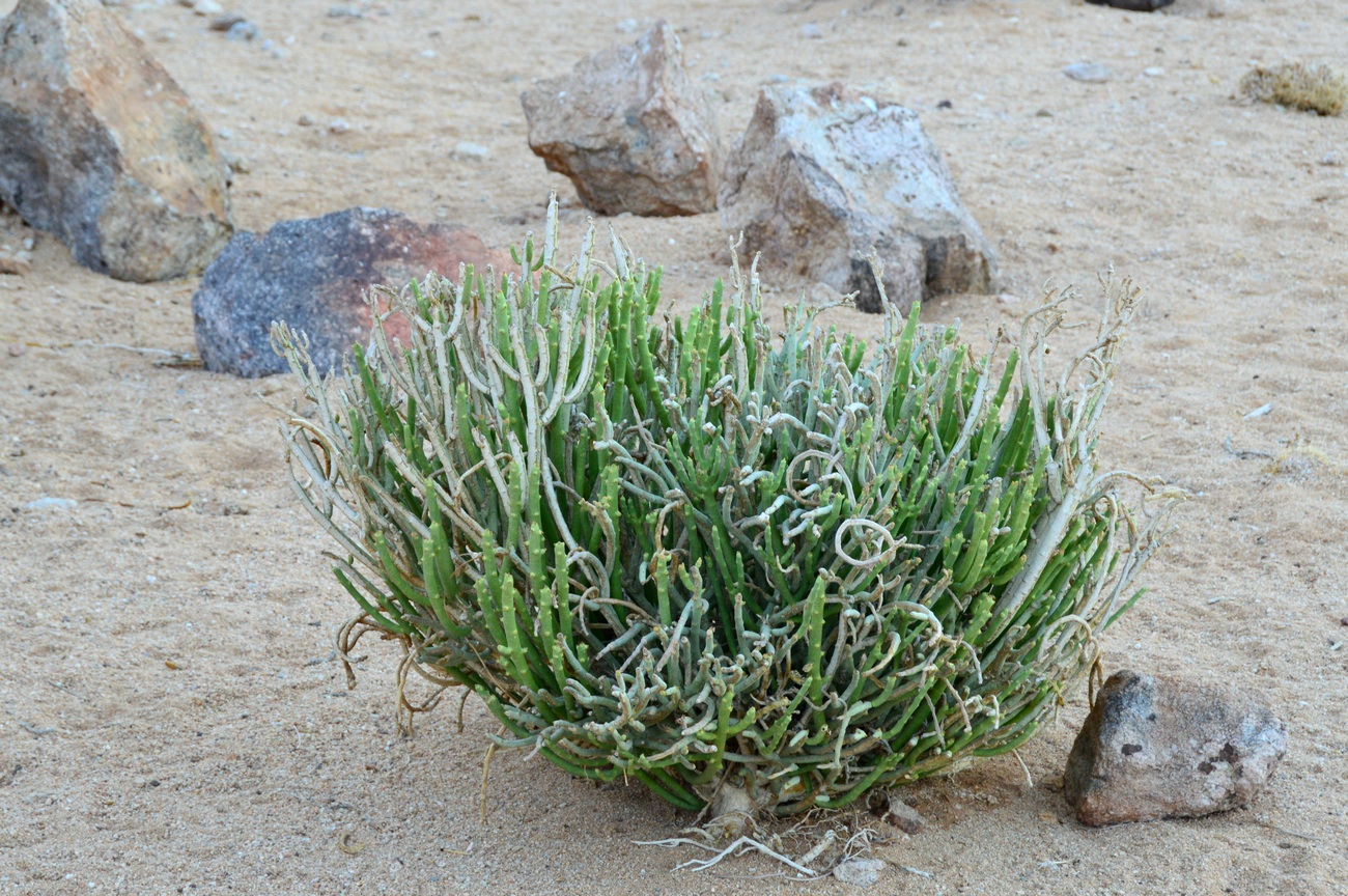 Image of genus Euphorbia specimen.