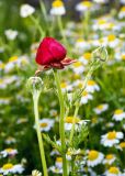 Ranunculus asiaticus