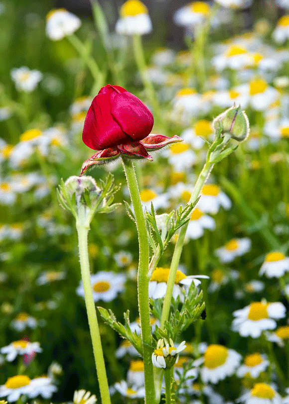 Image of Ranunculus asiaticus specimen.