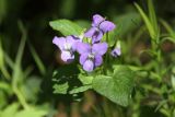 Viola ruppii