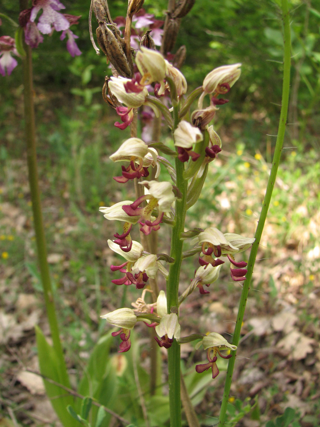 Image of Orchis &times; calliantha specimen.
