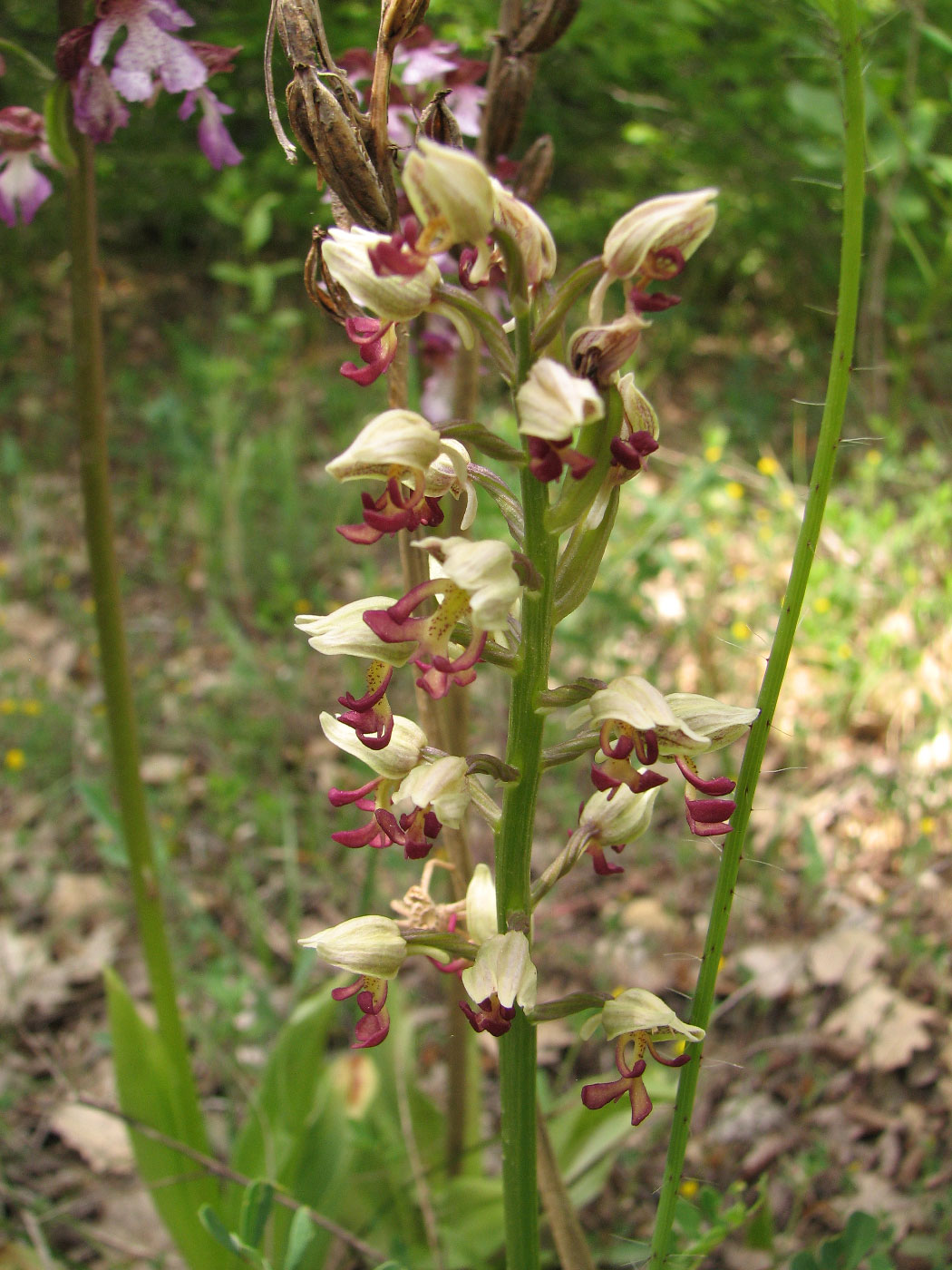 Изображение особи Orchis &times; calliantha.