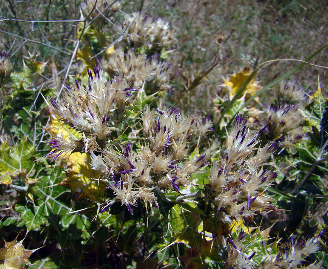 Image of Cousinia dichromata specimen.