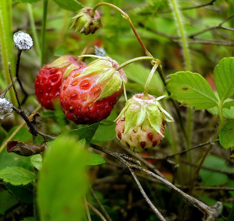 Изображение особи Fragaria viridis.