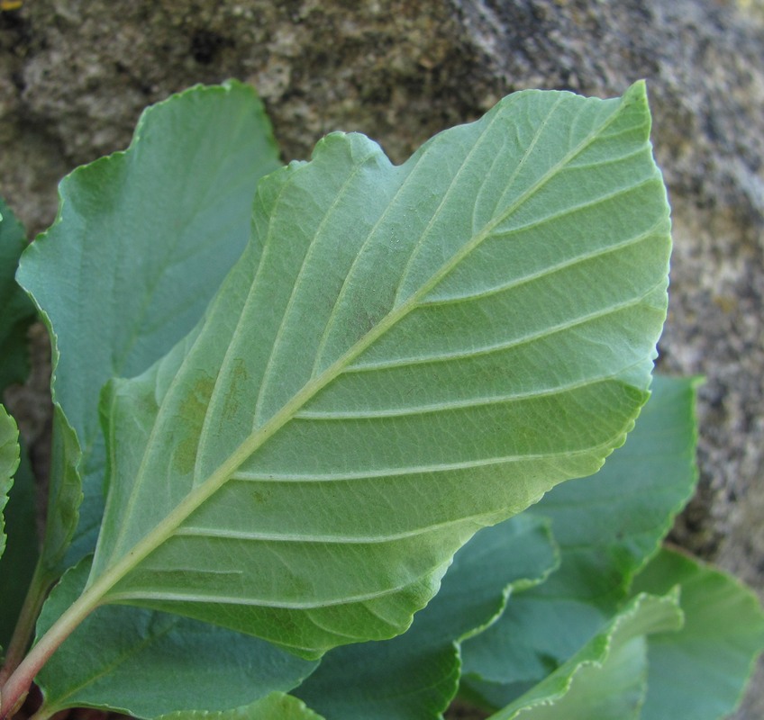 Image of Rhamnus microcarpa specimen.