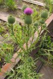 Cirsium vulgare